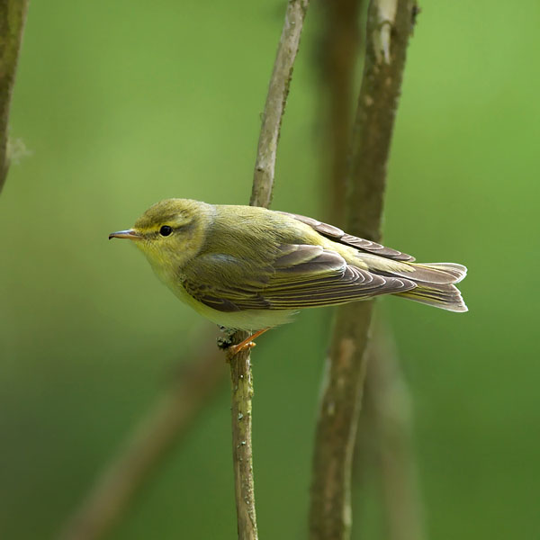 Sirittäjä, Wood Warbler, Phylloscopus sibilatrix